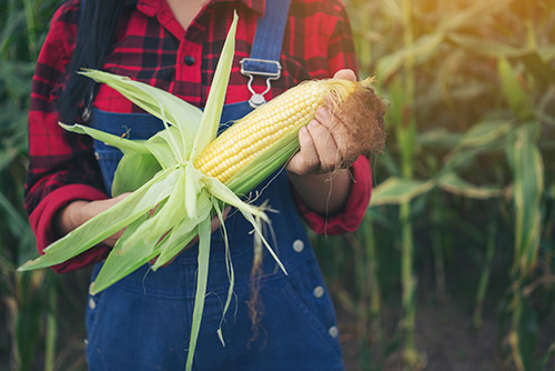 Landwirtschaft Landwirtschaft